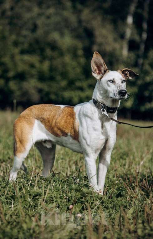 Собаки в Москве: Блондин с голубыми глазами Мальчик, Бесплатно - фото 3