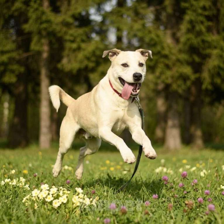 Собаки в Москве: собака Илай из приюта в добрый руки Мальчик, Бесплатно - фото 5