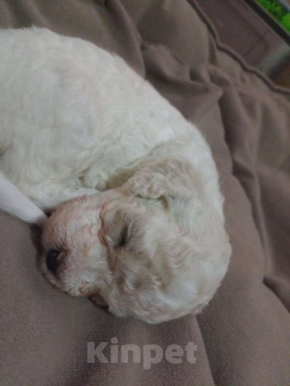 Собаки в Москве: Щенки малого пуделя Мальчик, 60 000 руб. - фото 4