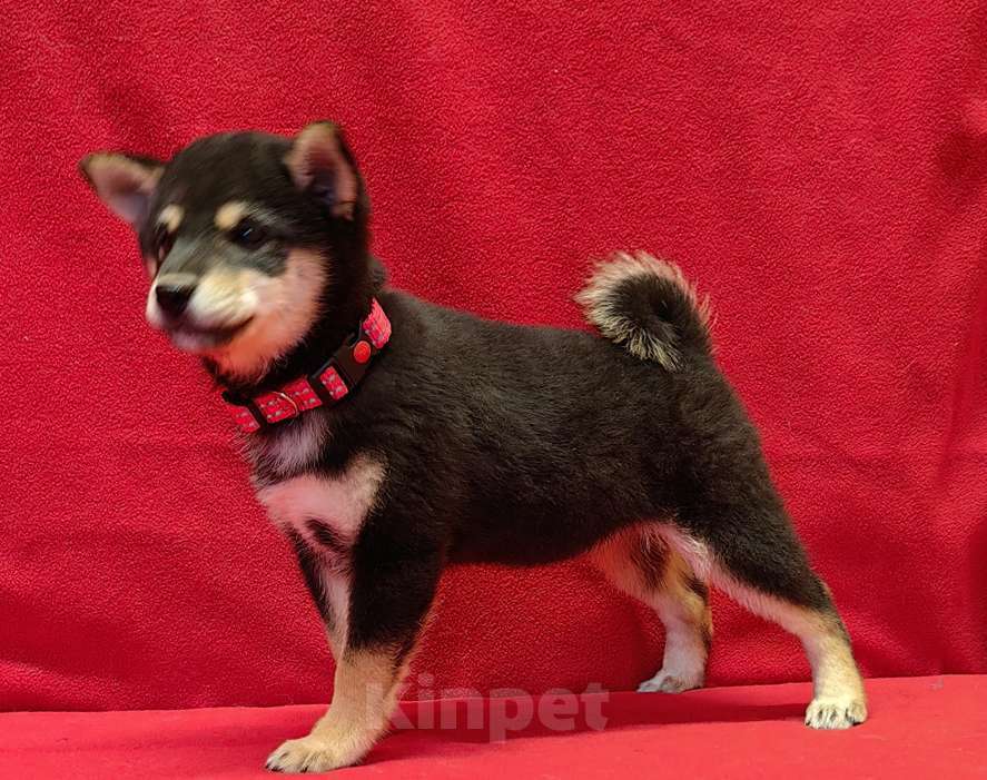 Собаки в Москве: Сиба ину (Шиба ину) - девочка 3 мес. Девочка, 80 000 руб. - фото 6