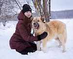 Собаки в Москве: Пушистый медвежонок в самые добрые и заботливые руки! Мальчик, Бесплатно - фото 9