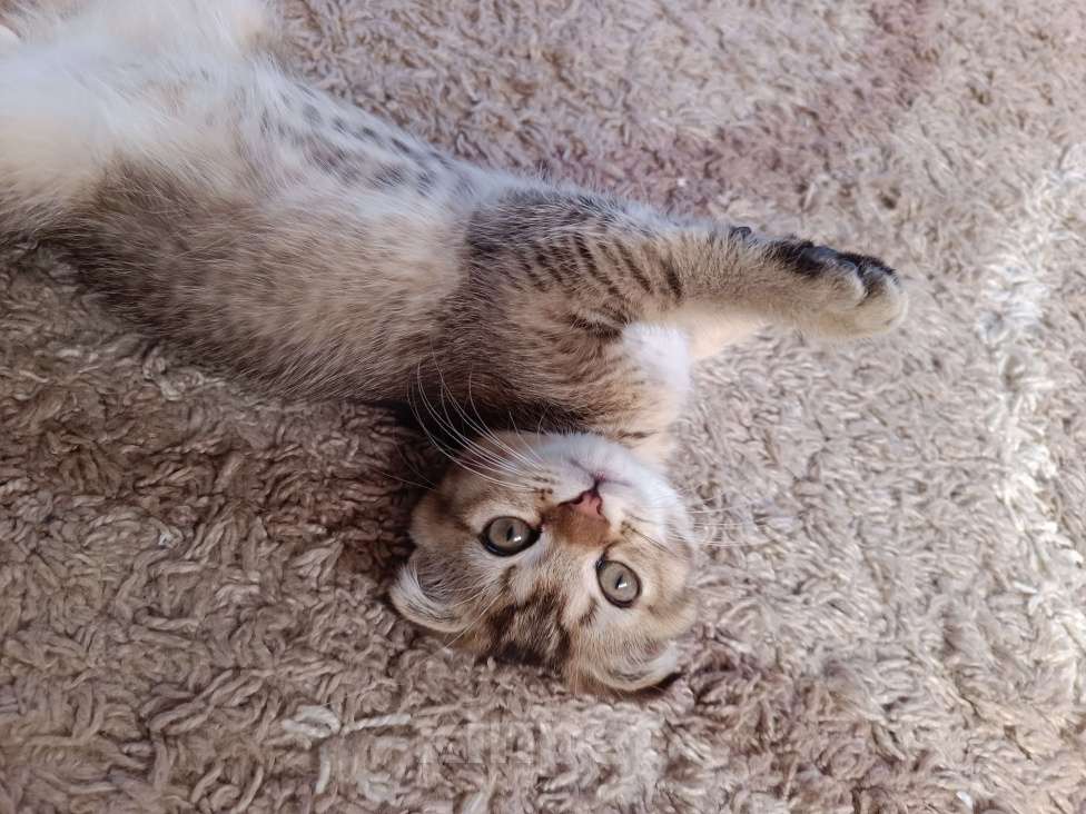 Кошки в Екатеринбурге: Вислоухий мальчик окраса ny25 Мальчик, 13 000 руб. - фото 9