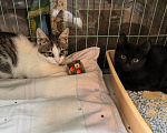 Кошки в Санкт-Петербурге: Котятам нужен дом Мальчик, Бесплатно - фото 1
