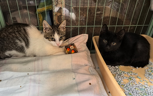 Котятам нужна помощь