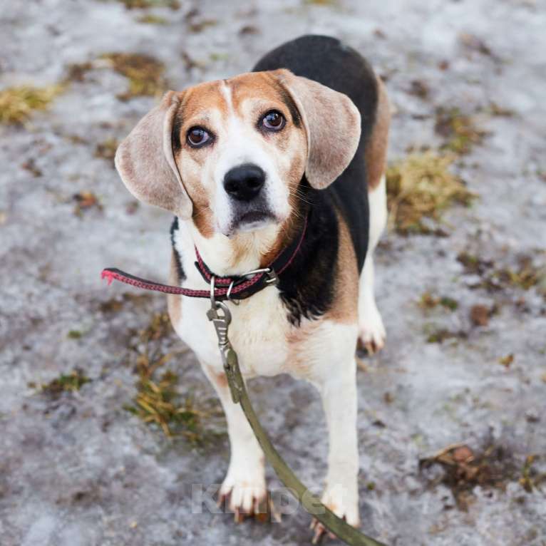 Собаки в Москве: Скарлетт нужен дом  Девочка, Бесплатно - фото 1