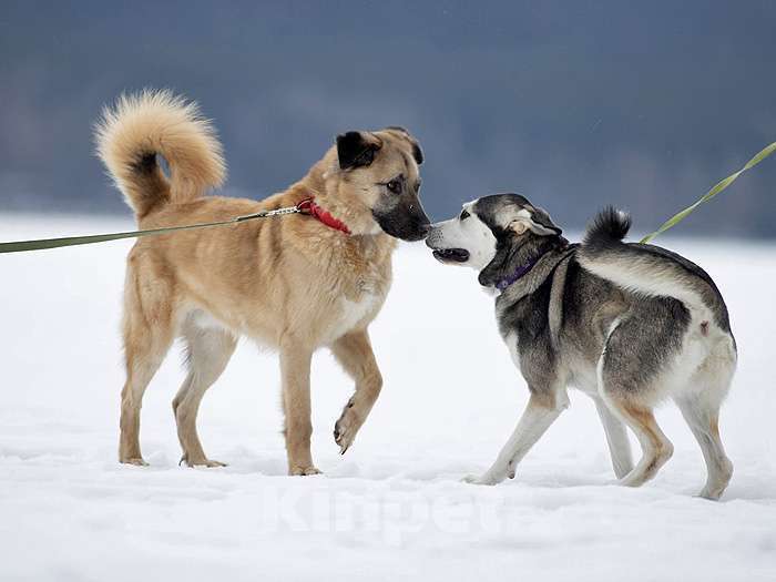 Собаки в Санкт-Петербурге: Ищем дом для дружелюбного пса Грэма Мальчик, 10 руб. - фото 3