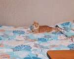 Кошки в Красноярске: Отдам подкидыша в добрые руки! Мальчик, Бесплатно - фото 1