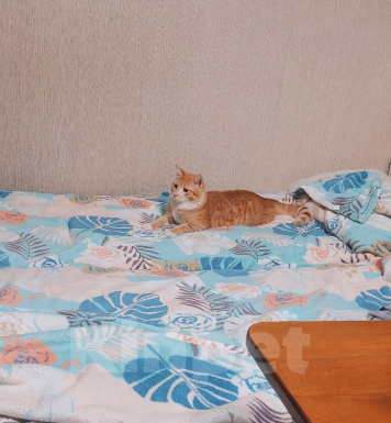 Кошки в Красноярске: Отдам подкидыша в добрые руки! Мальчик, Бесплатно - фото 1