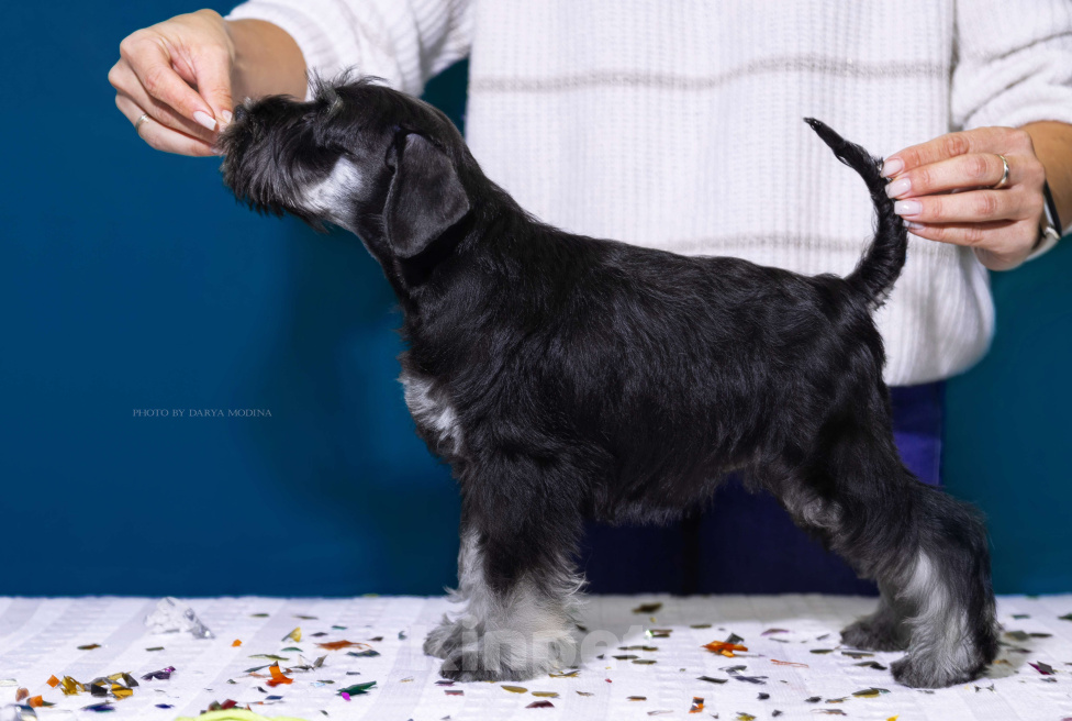 Собаки в Липецке: Предлагаются щенки цвергшнауцера Девочка, 55 000 руб. - фото 3
