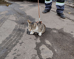 Кошки в Санкт-Петербурге: В надежные руки Девочка, Бесплатно - фото 5