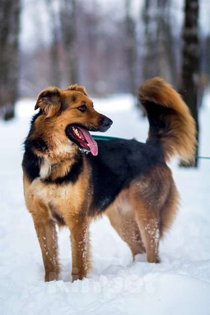 Собаки в Москве: Ваш самый верный друг, молодой пес Хьюго в добрые руки Мальчик, 10 руб. - фото 1