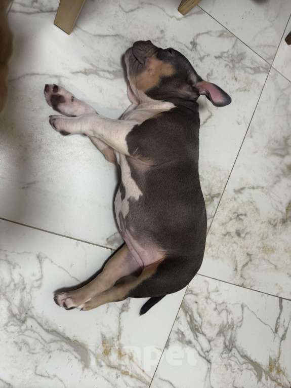 Собаки в Москве: Голубой триколор Девочка, 70 000 руб. - фото 4