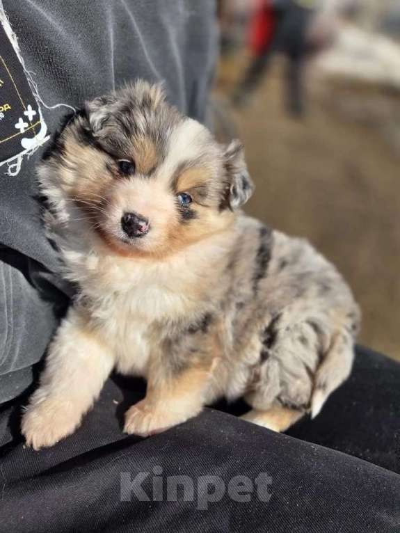 Собаки в других городах Московской области: миниатюрная американская овчарка Девочка, 120 000 руб. - фото 1