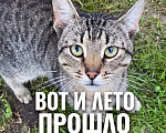 Кошки в Москве: Дачная брошенка Мальчик, Бесплатно - фото 1