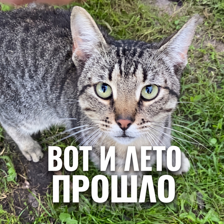 Кошки в Москве: Дачная брошенка Мальчик, Бесплатно - фото 1