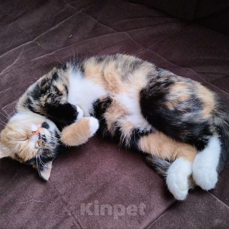 Кошки в других городах Московской области: Котенок в милые добрые руки  Девочка, Бесплатно - фото 5