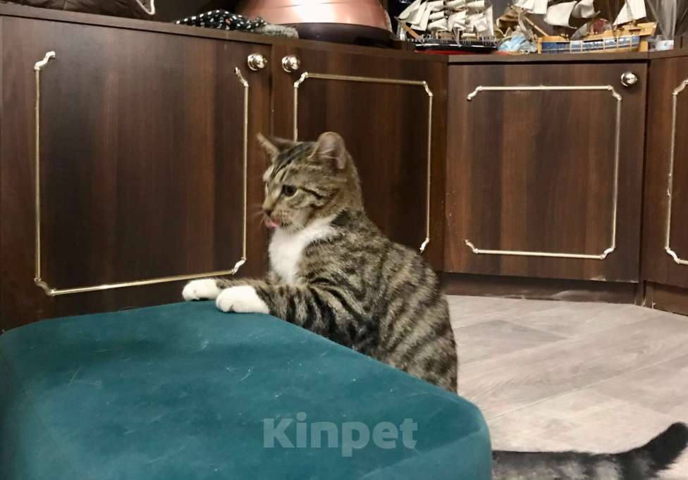 Кошки в Санкт-Петербурге: Платон Мальчик, Бесплатно - фото 2