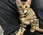 Кошки в Армавире: Бенгальский котëнок Мальчик, Бесплатно - фото 2