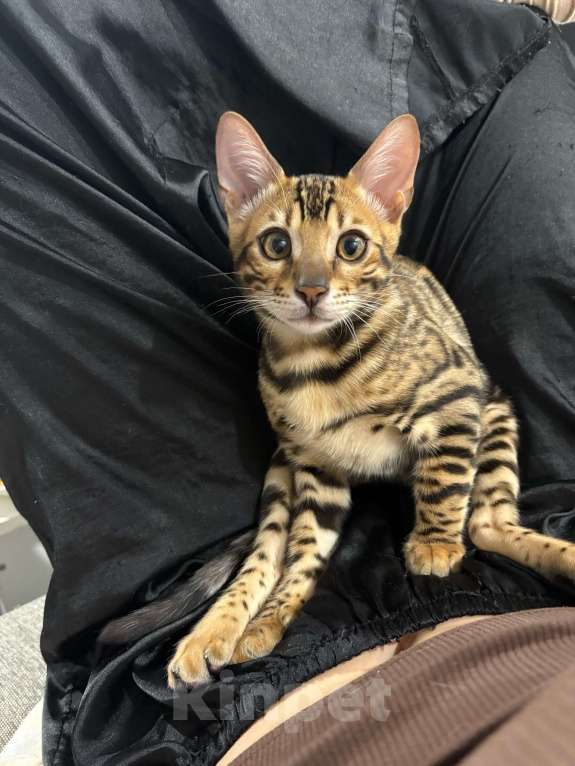 Кошки в Армавире: Бенгальский котëнок Мальчик, Бесплатно - фото 2