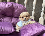 Собаки в Москве: Микро Мальтипу ф1 Мальчик, 100 000 руб. - фото 1