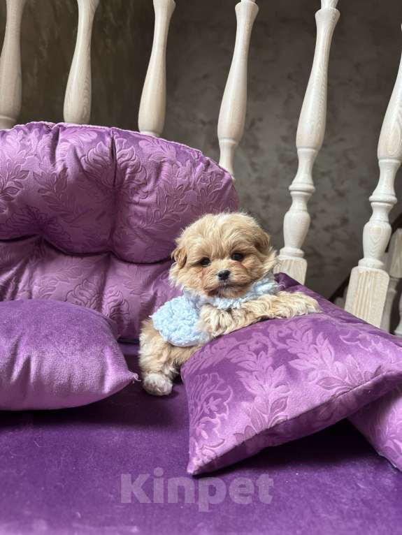 Собаки в Москве: Микро Мальтипу ф1 Мальчик, 100 000 руб. - фото 1