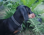 Собаки в Тамбове: Пропала собака такса черная, в СНТ Озерное Девочка, 1 000 руб. - фото 3