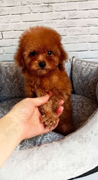 Собаки в Москве: Очень маленький мальчик той пудель Мальчик, 70 000 руб. - фото 2