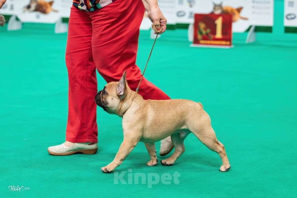 Собаки в других городах Московской области: Щенок французского бульдога Мальчик, 100 000 руб. - фото 3