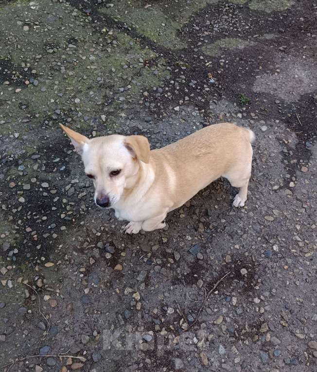 Собаки в Краснодаре: Отдам собачку  Мальчик, Бесплатно - фото 2