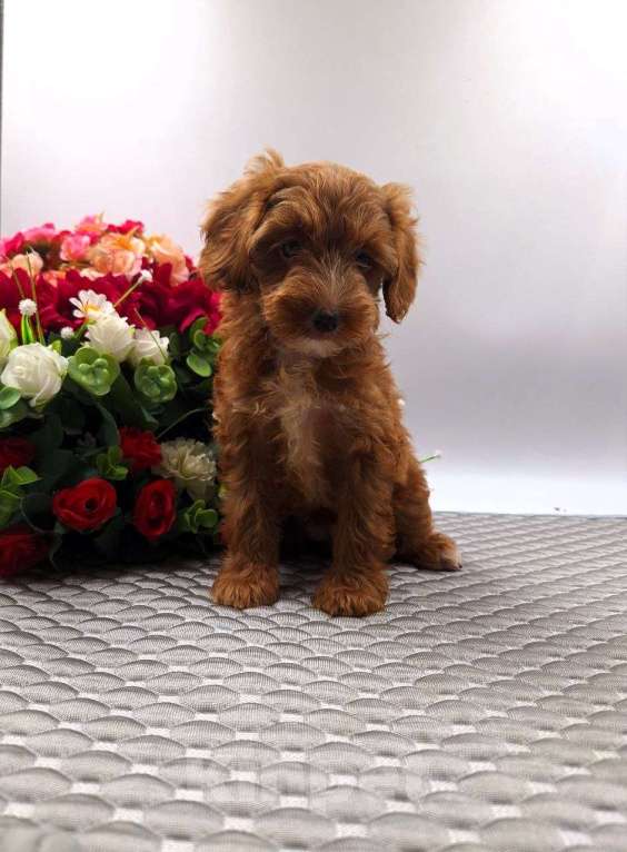 Собаки в Новосибирске: Щенки пуделя Разнополые, Бесплатно - фото 8