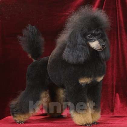 Собаки в Москве: той пудель фантом от Чемпионов Мальчик, 150 000 руб. - фото 8