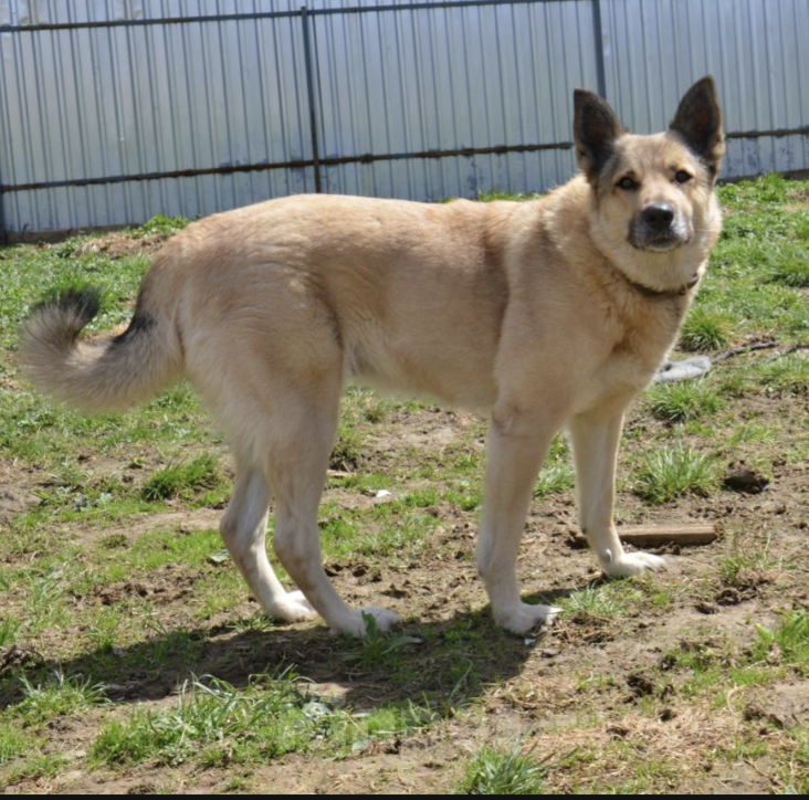Собаки в Москве: Геда Девочка, Бесплатно - фото 3
