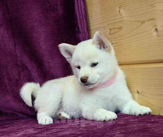 Собаки в Москве: Сиба ину. Щенки разных окрасов. Мальчик, 50 000 руб. - фото 9