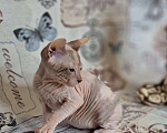 Кошки в Санкт-Петербурге: Нереальная мраморная красотка Девочка, 30 000 руб. - фото 6