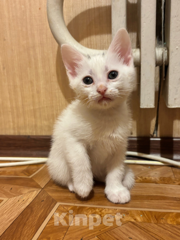 Кошки в Волгограде: В добрые руки Девочка, Бесплатно - фото 2