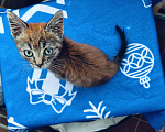 Кошки в Москве: Котёнок полтора месяца Тишка Мальчик, Бесплатно - фото 5