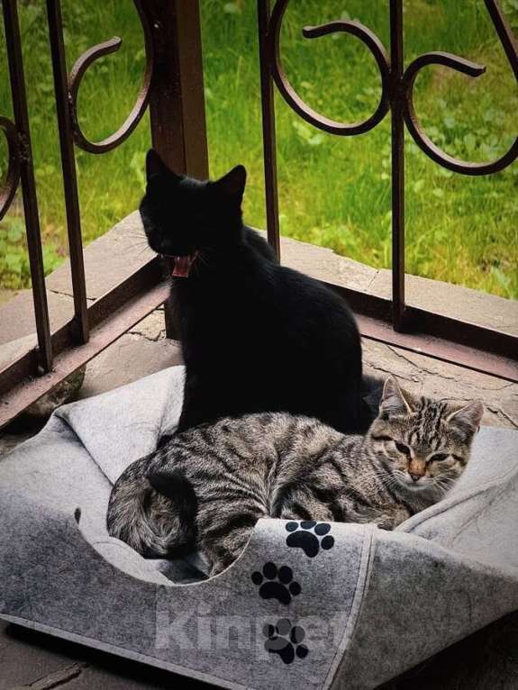Кошки в Москве: Ищут дом 2 чудесных котенка. Мальчик, Бесплатно - фото 6