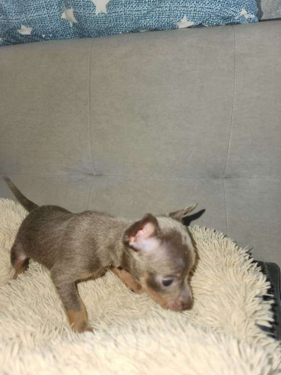 Собаки в Ейске: Лиловое чудо Мальчик, 25 000 руб. - фото 2