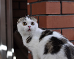 Кошки в Челябинске: Очаровательный шотландский котёнок Мальчик, 25 000 руб. - фото 1