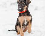Собаки в Москве: Чудесный щенок-мальчик из Донецка ищет дом Мальчик, Бесплатно - фото 2
