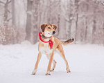 Собаки в Москве: Обворожительная Лавли ищет дом  Девочка, Бесплатно - фото 1