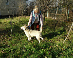 Собаки в Бронницах: Хаски ищет хозяина Девочка, Бесплатно - фото 4