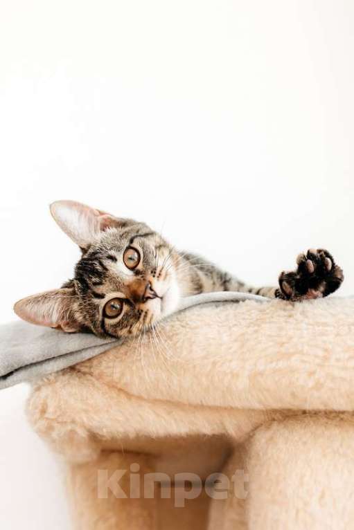 Кошки в Москве: Ручной шпротный котенок Пчёлка ищет дом Девочка, 1 руб. - фото 9