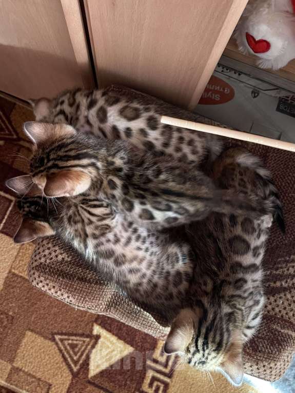 Кошки в Самаре: Бенгальские котята  Девочка, 17 000 руб. - фото 2