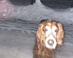 Собаки в Ногинске: Найдена собака Мальчик, Бесплатно - фото 4