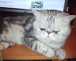 Кошки в Санкт-Петербурге: Элитный кот Мальчик, 4 000 руб. - фото 2