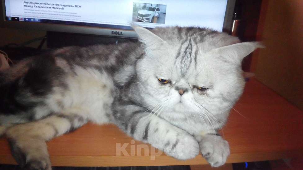 Кошки в Санкт-Петербурге: Элитный кот Мальчик, 4 000 руб. - фото 2