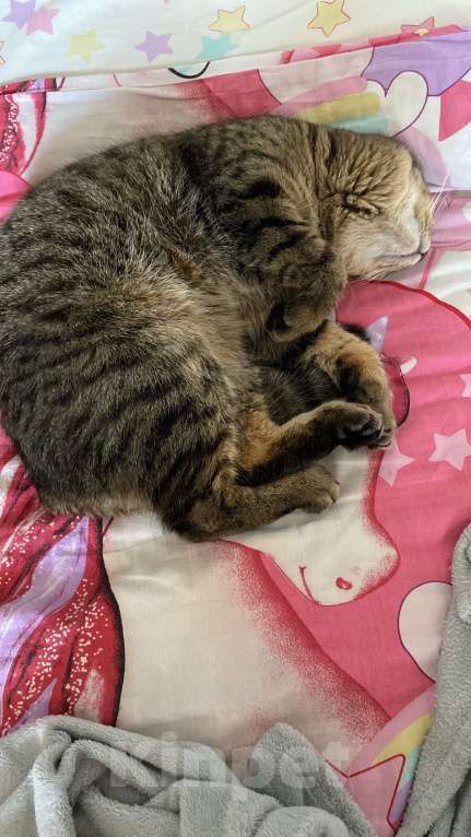 Кошки в Волгограде: Кот Шотландский 1год Мальчик, Бесплатно - фото 1