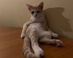 Кошки в Уфе: 3 котенка Мальчик, Бесплатно - фото 5