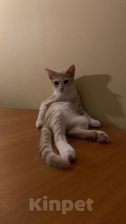 Кошки в Уфе: 3 котенка Мальчик, Бесплатно - фото 5
